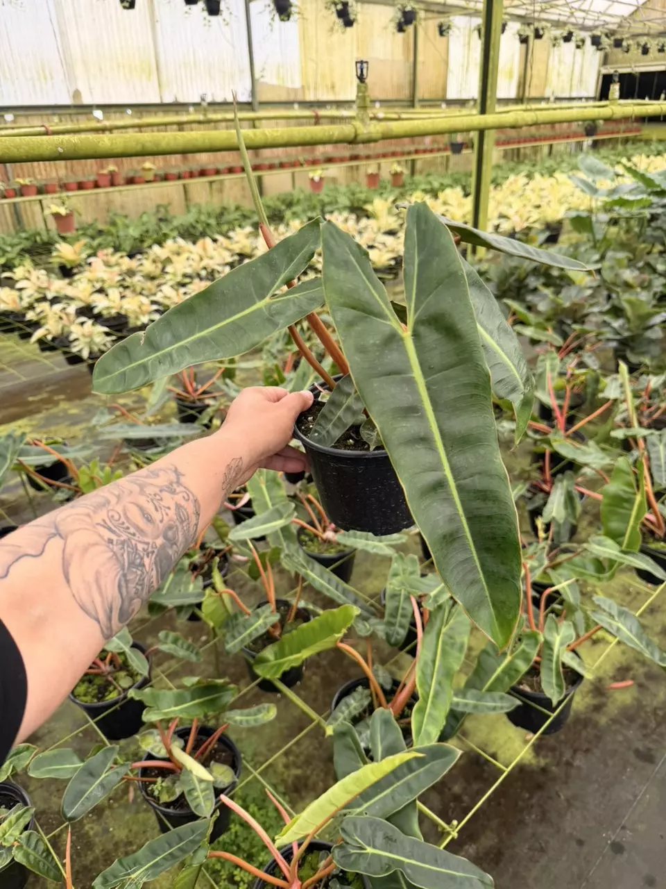 Philo Billietiae 6” thumbnail