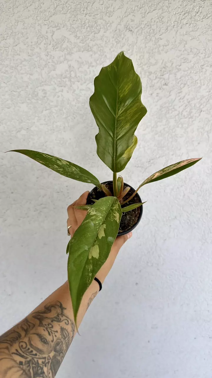 Philodendron Caramel Marble 4” thumbnail