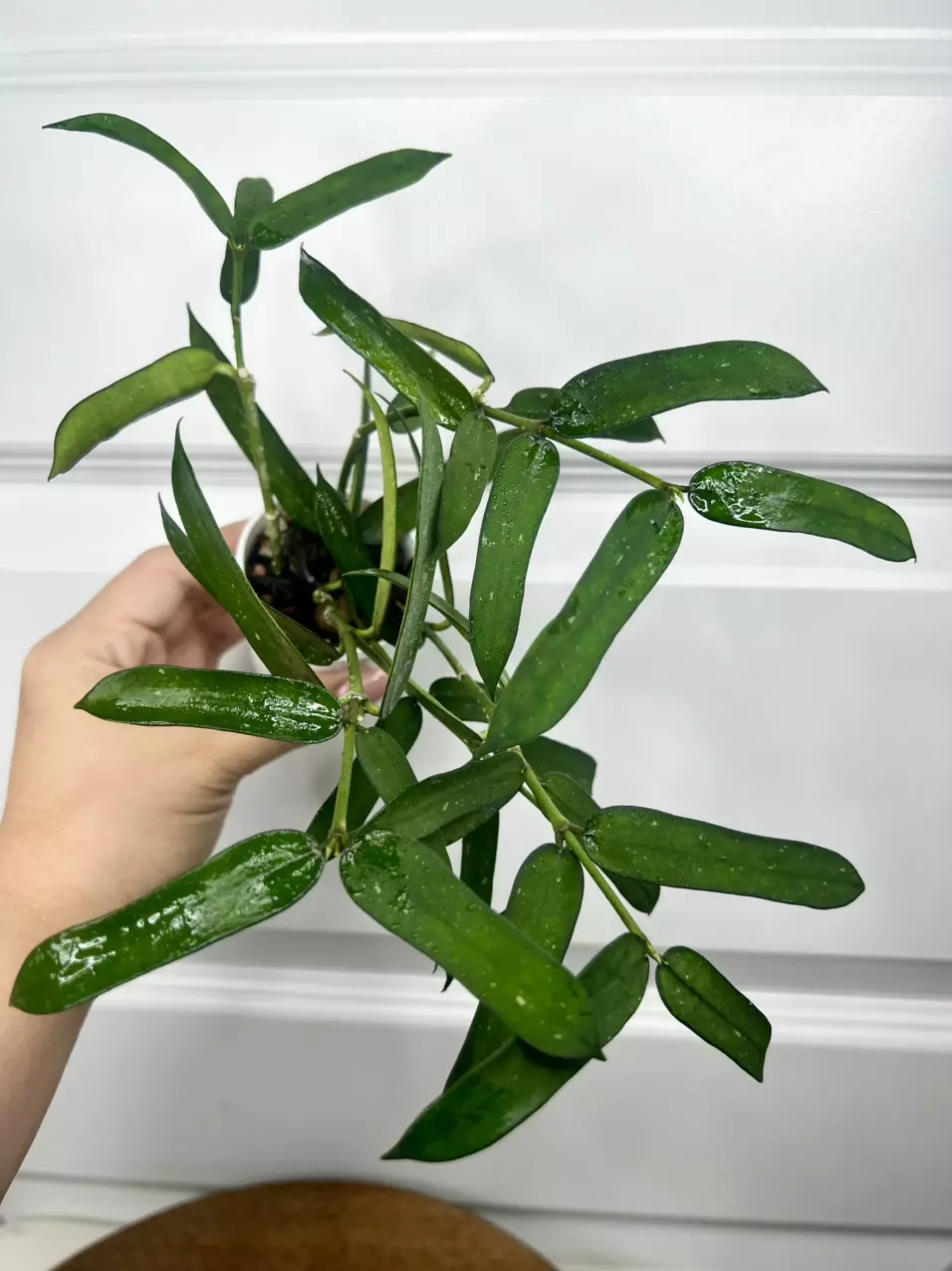 Padurata bush! thumbnail