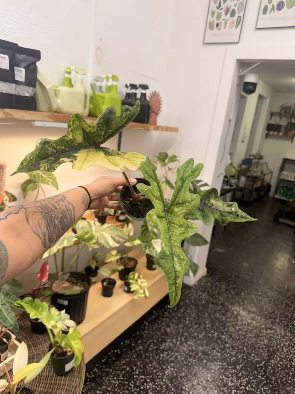 Alocasia Jacklyn Aurea  4” thumbnail