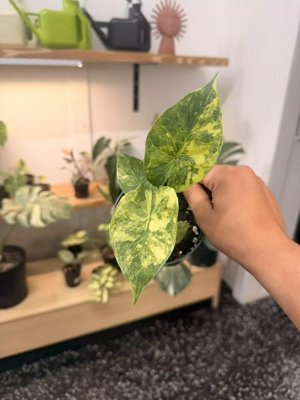 Alocasia gageana 4” thumbnail