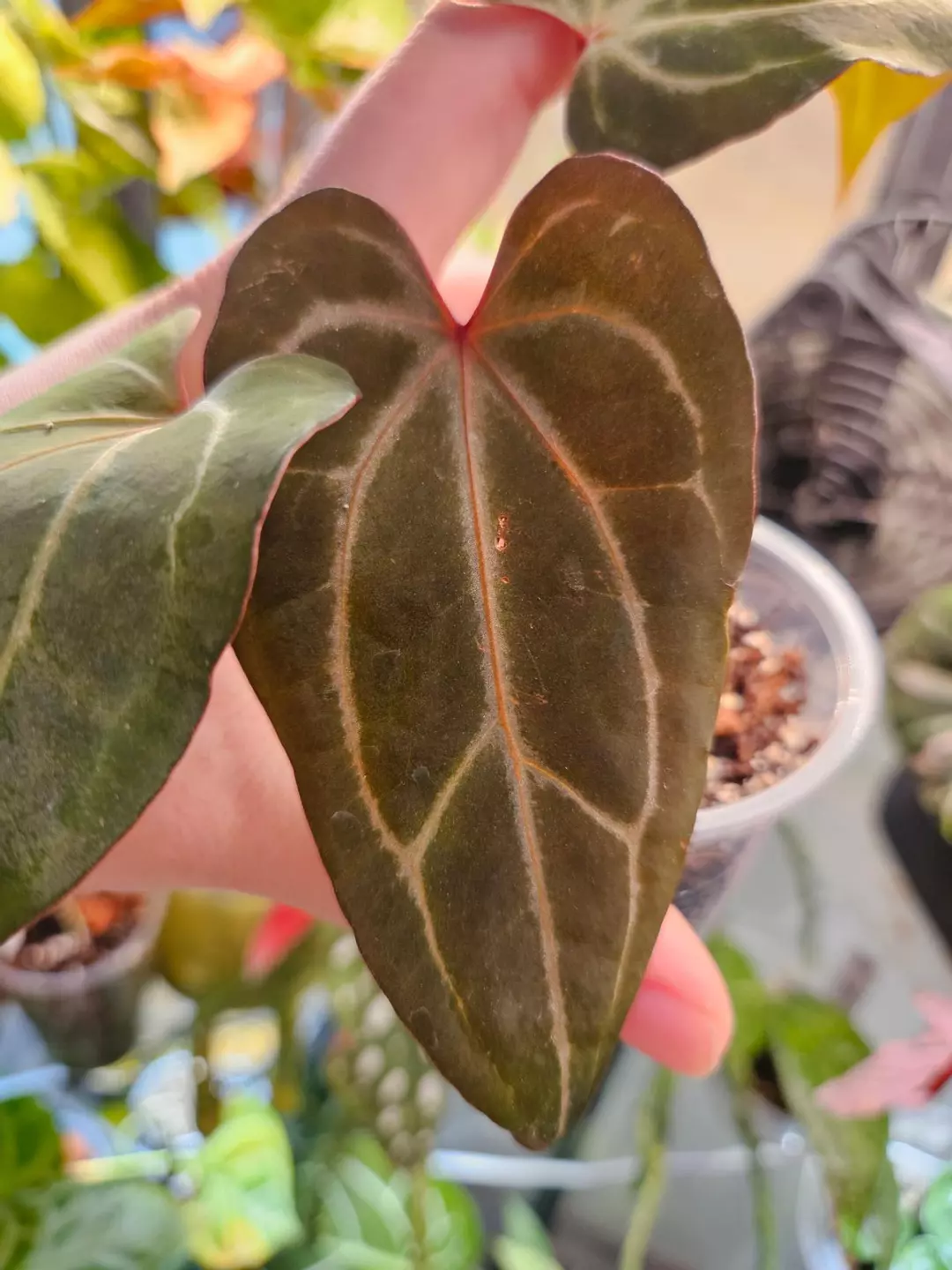 Anthuriun Red Spider x papillaminum thumbnail