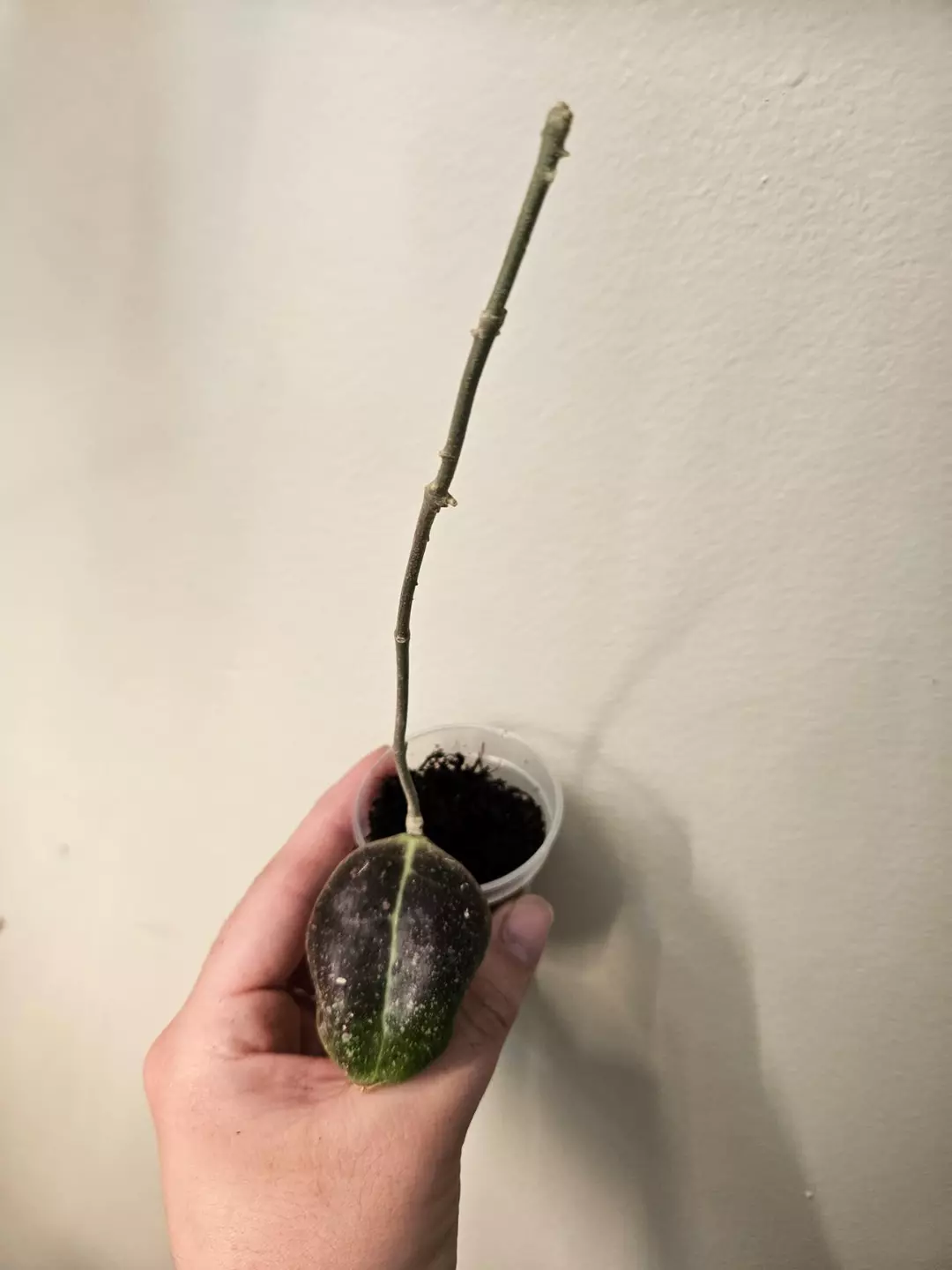 Dolichosparte red sp. Sulawesi thumbnail