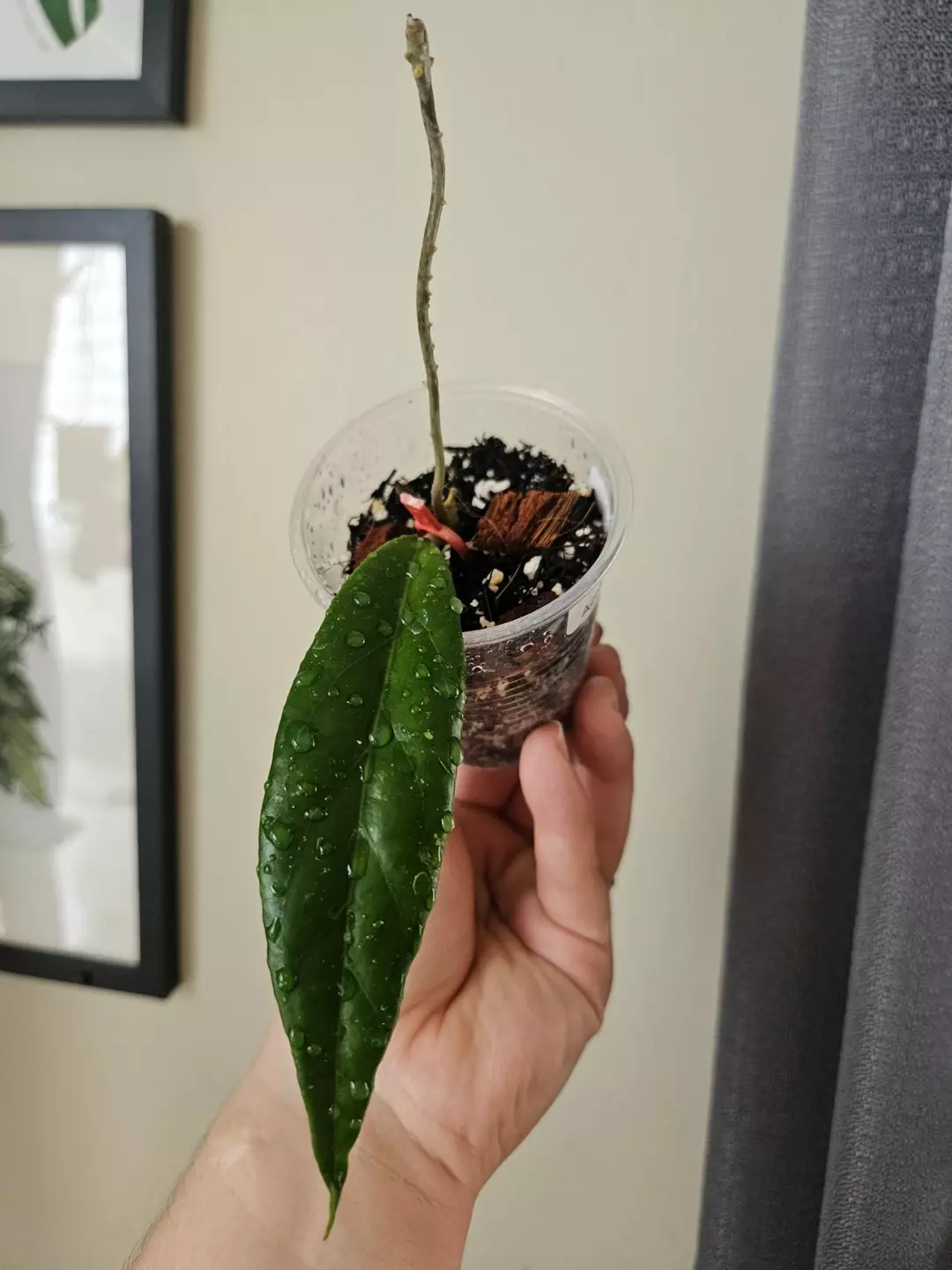 Hoya aceh long leaf thumbnail