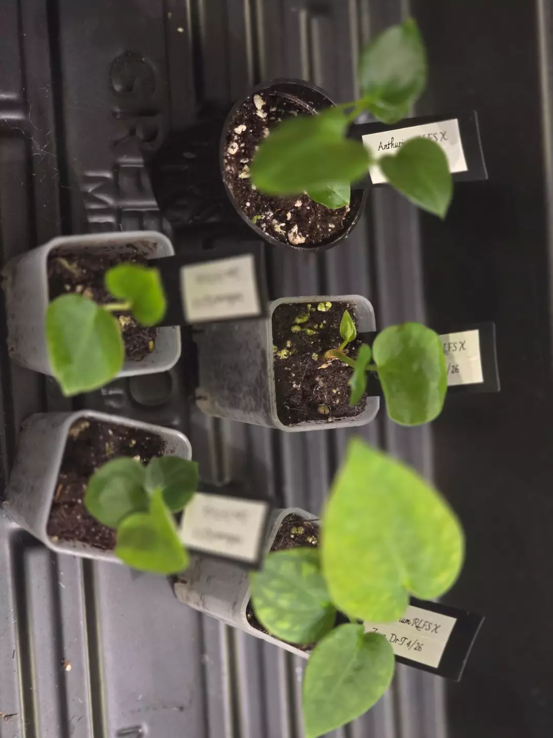 RFSL x Zara Seedling thumbnail