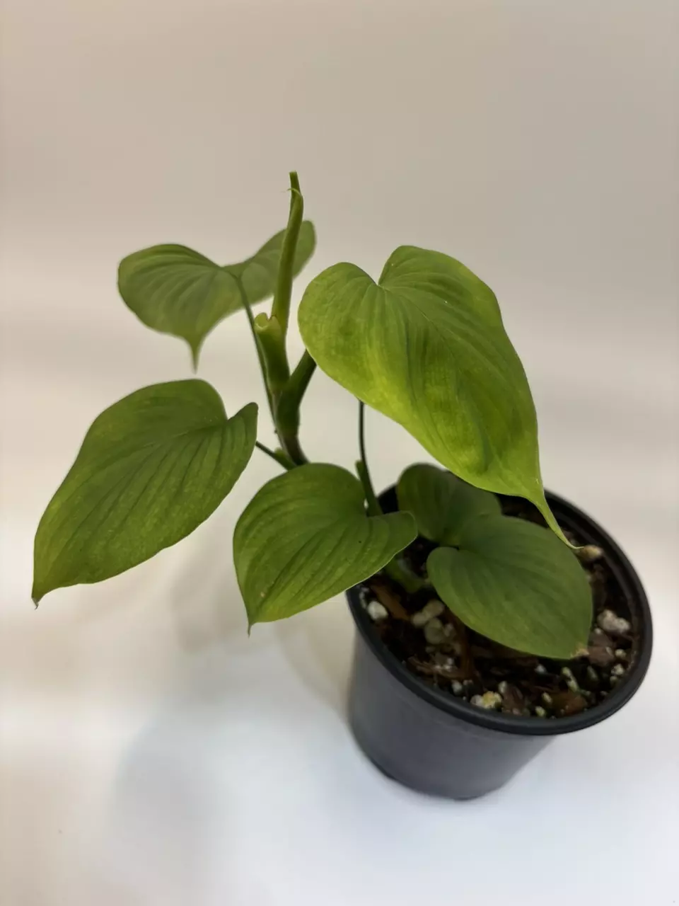 Philodendron fibraecataphyllum “Peru” thumbnail