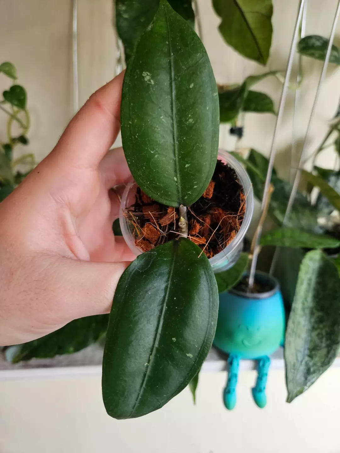 Hoya Aceh Gomas thumbnail