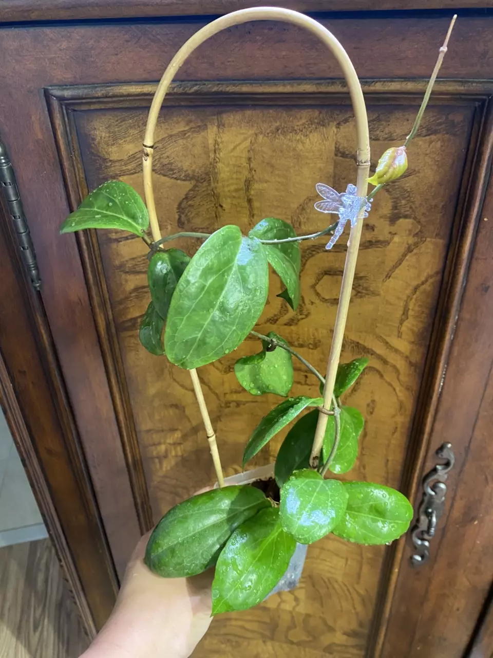 Hoya Swiffer’s Dream thumbnail