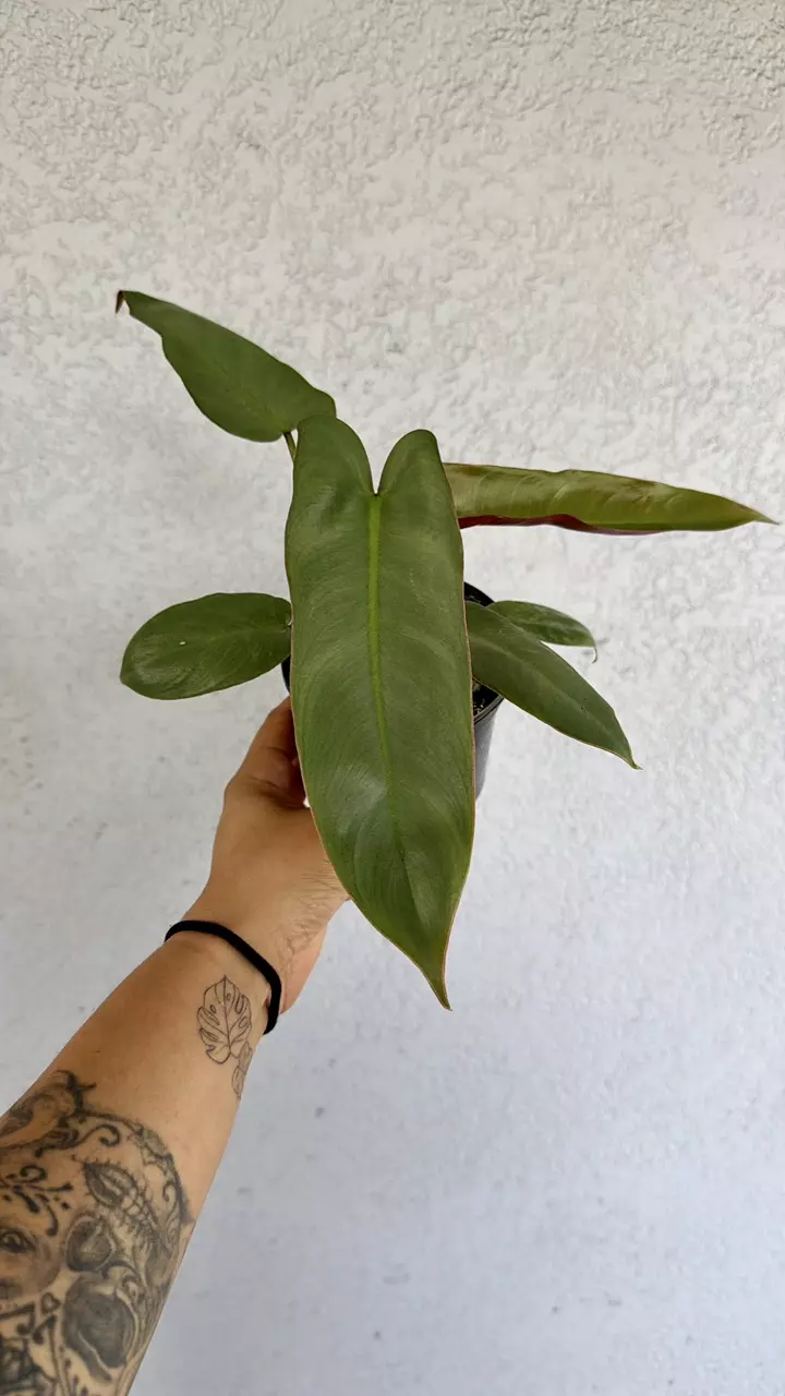 Philodendron Atabapoense 4” thumbnail