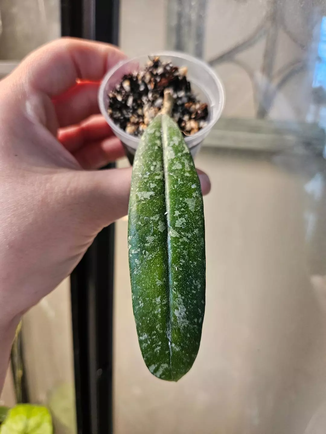 Hoya North Sumatra thumbnail