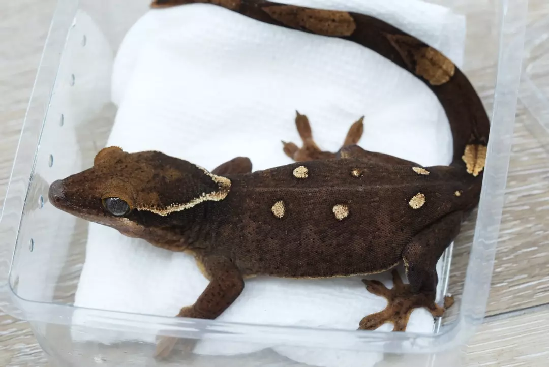 #S4 25g female Sarasinorum thumbnail