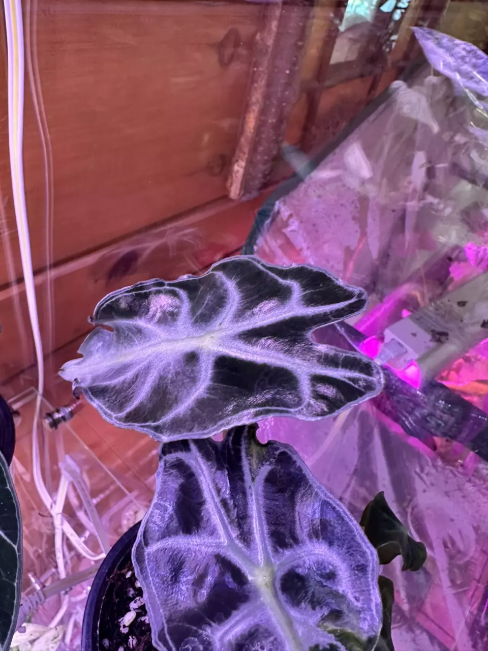Alocasia Venom thumbnail