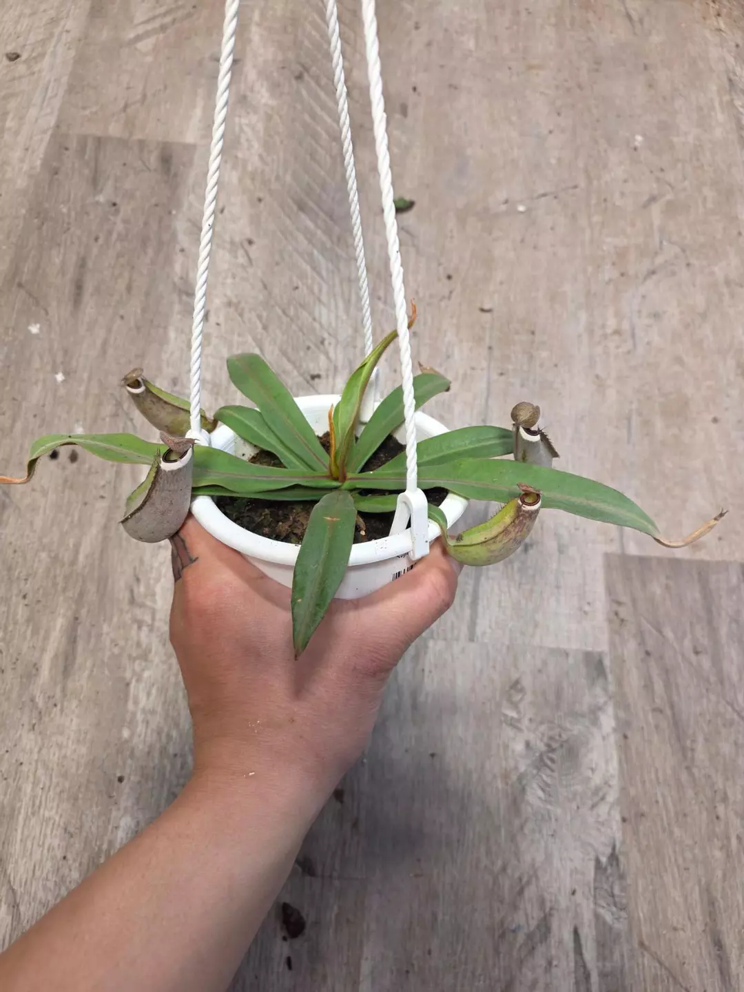 4.5" HB Nepenthes Albomarginata #6 thumbnail