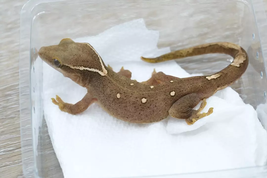 #S10 20g Male white spot Sarasinorum thumbnail