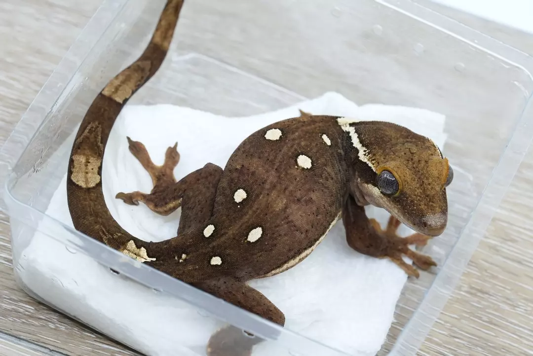 S5 30g female Sarasinorum thumbnail