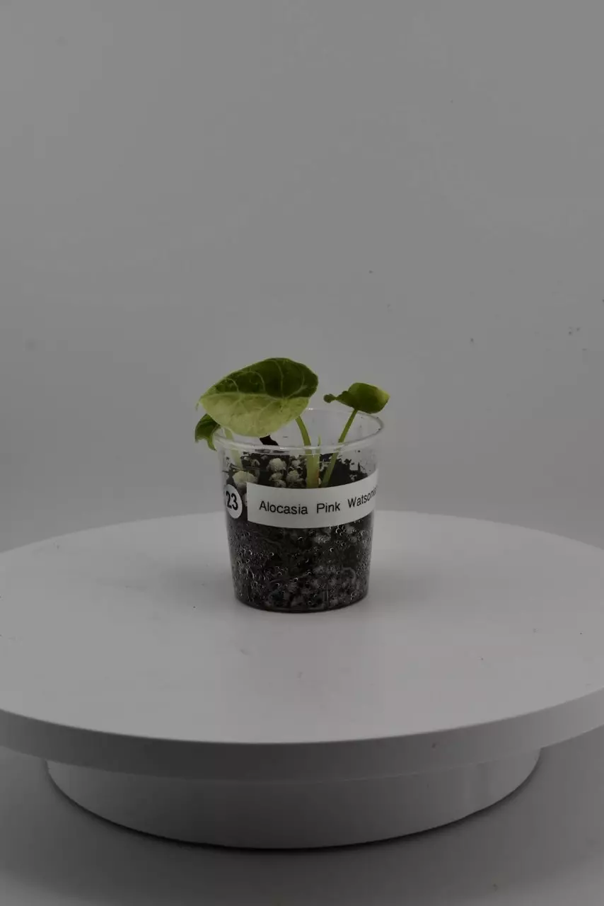 #0023 Pink Watsoniana pup thumbnail