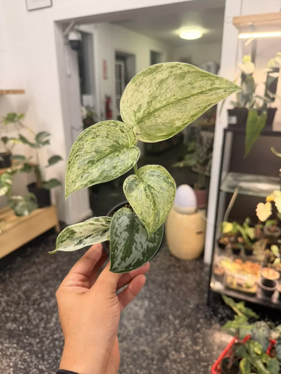 Scindapsus peasun 3” thumbnail