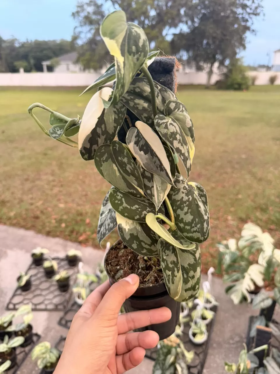 Scindapsus mariposa 5” thumbnail