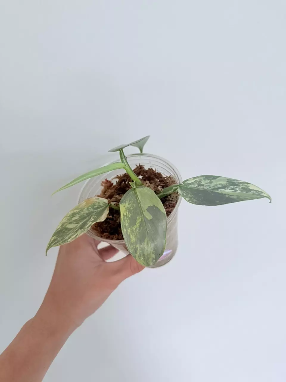 Philodendron silver sword variegated thumbnail