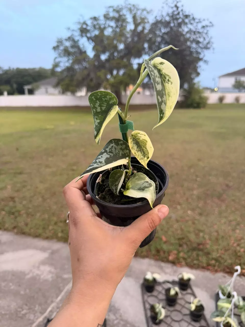 Scindapsus mayari albo thumbnail