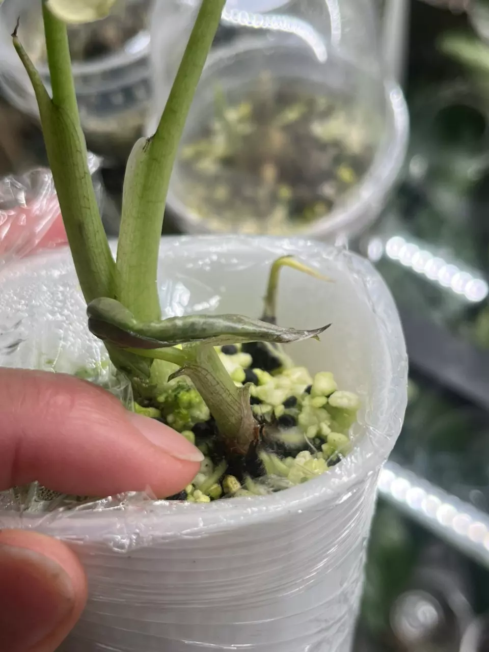 Regal Shield Albo/Aurea  Sprouted *CORM from this tricolor mom. thumbnail