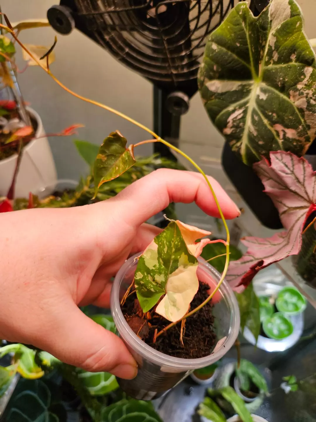 Fallopia Multiflora thumbnail