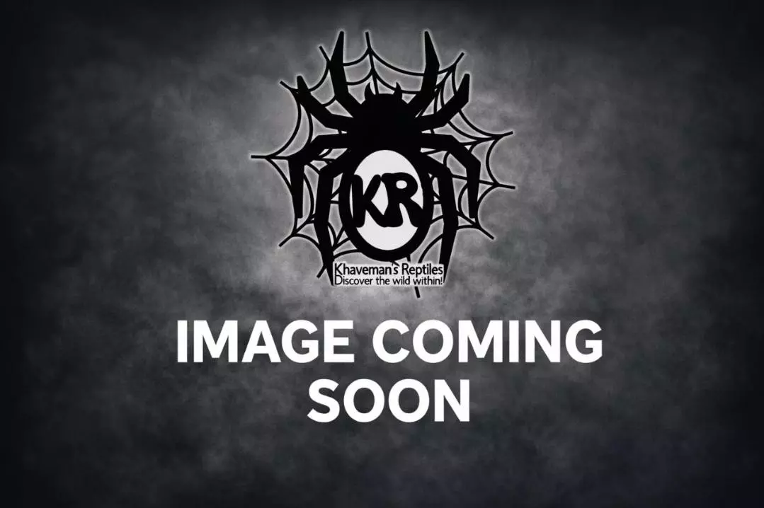 Powder Blue (Porcellionides pruinosus) 20ct thumbnail