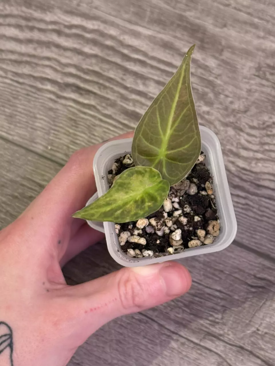 Alocasia Regal Shield Aurea BlueJeans Pup thumbnail