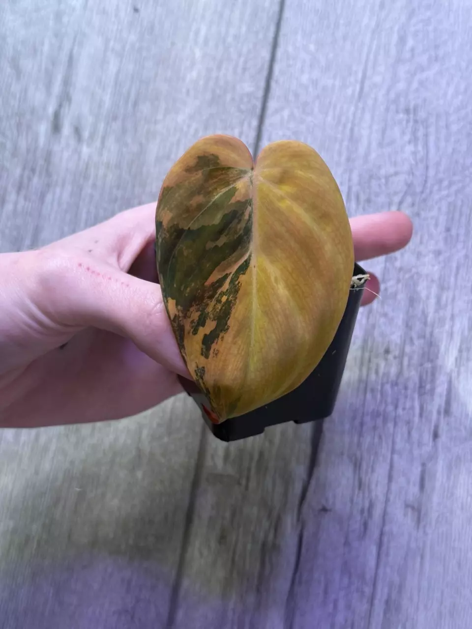 Micans Aurea Cutting thumbnail