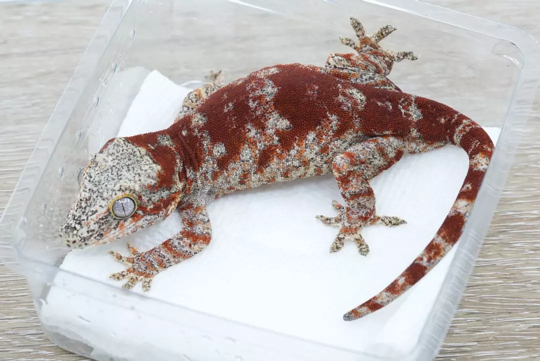 #G14 40g female red super blotch gargoyle thumbnail