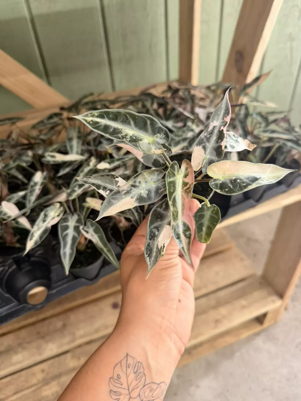 Alocasia pink bambino 3” thumbnail