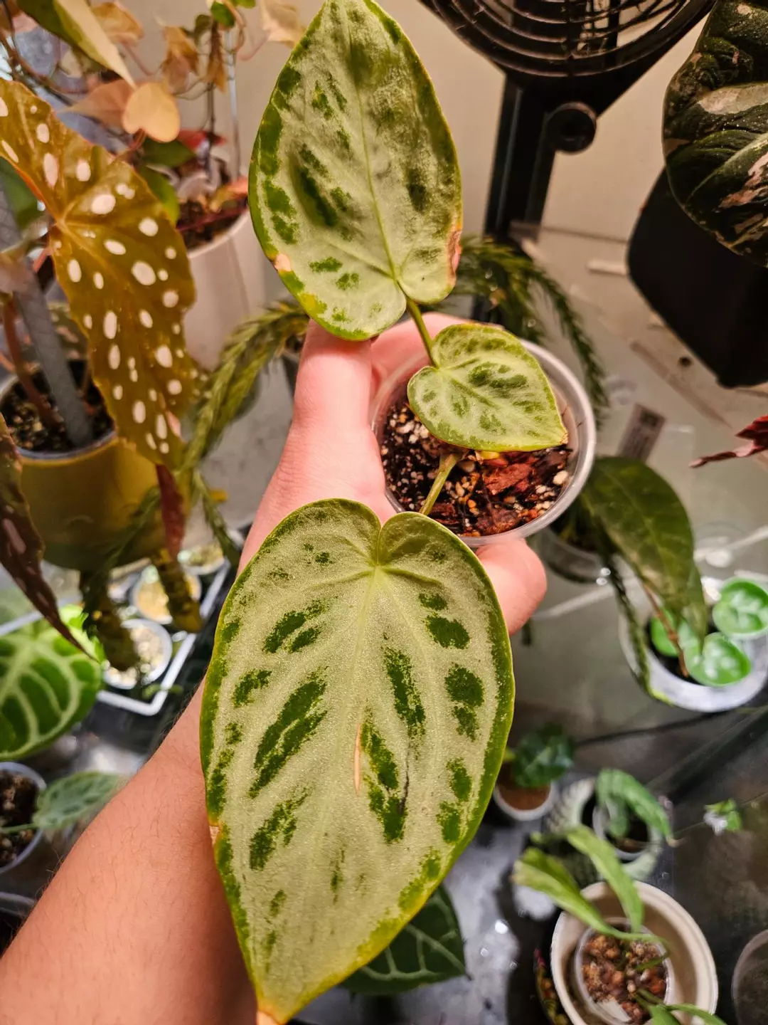 Anthurium Silver Blush thumbnail