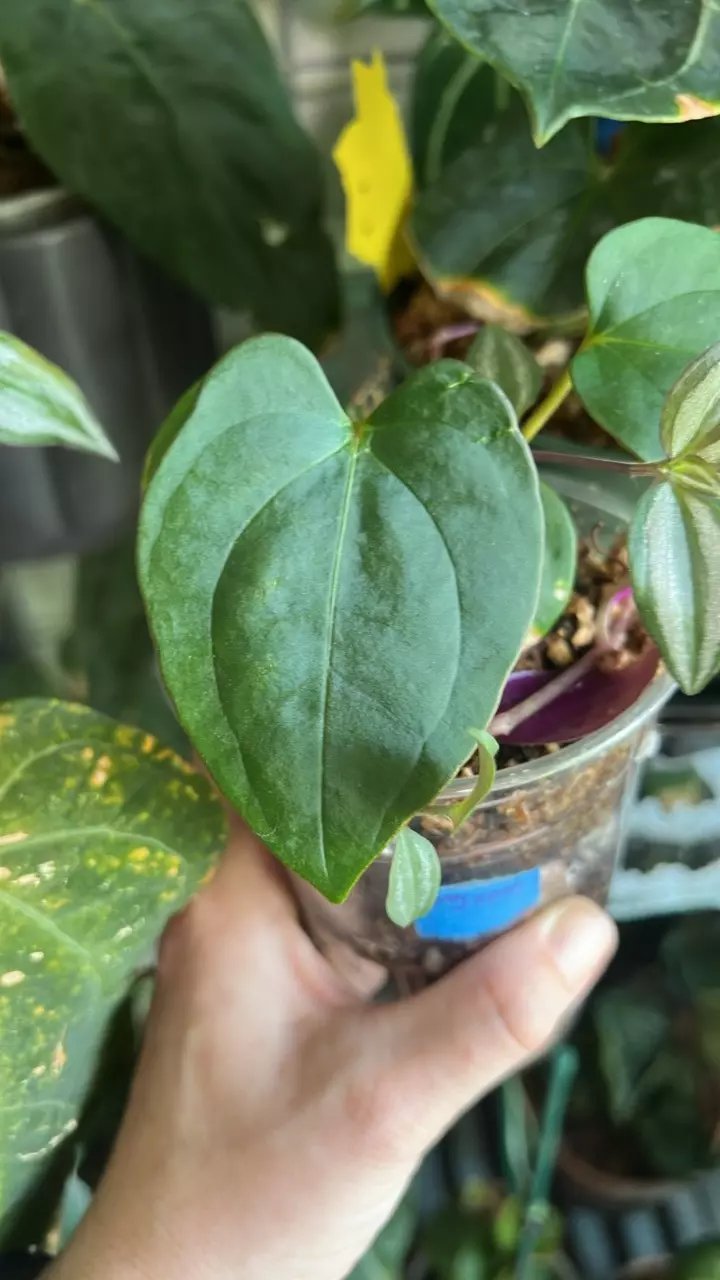 ‘Amy’ x ‘Pap 8x5’ Select Large Anthurium Seedling thumbnail