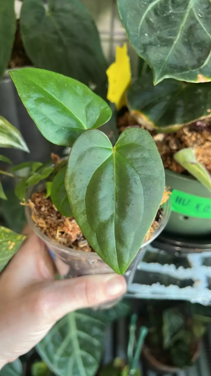 (SKG dress x ree pap) x (aff bess x ochranthum) Anthurium Select Large Seedling thumbnail