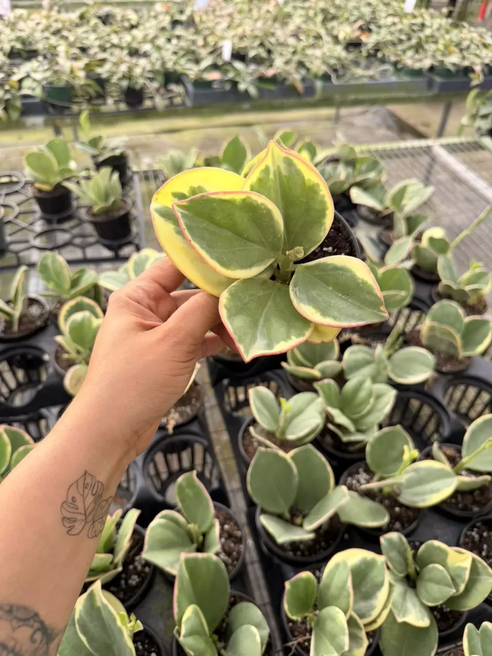 Hoya pachyclada variegated thumbnail
