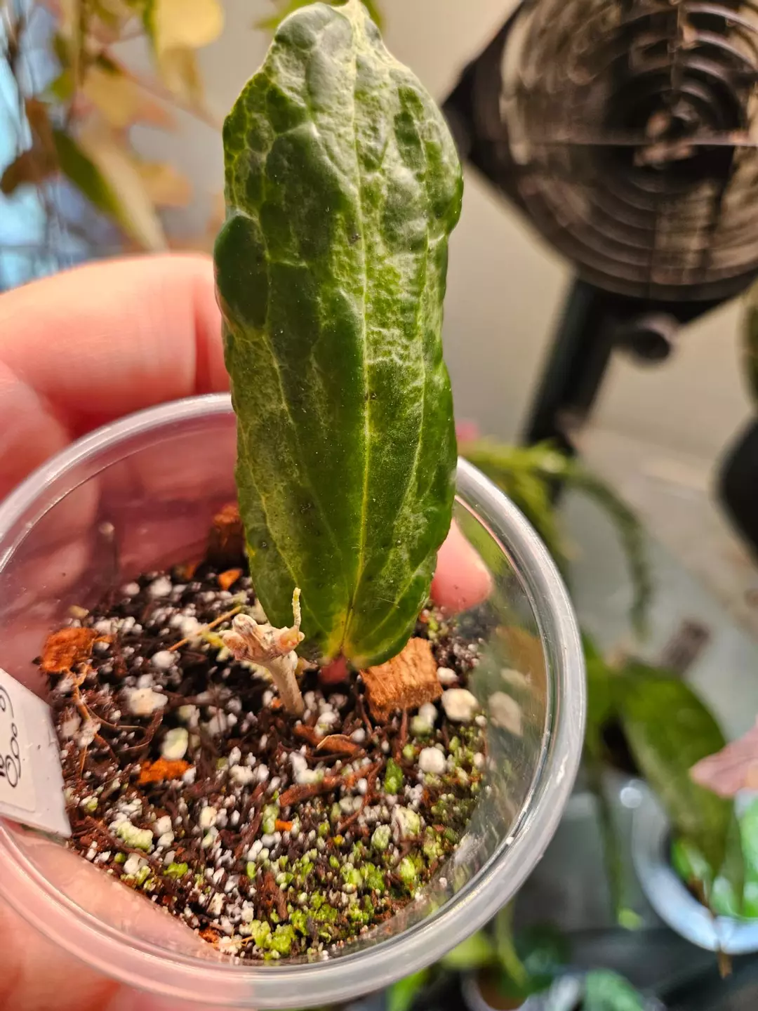 Hoya Crocodile thumbnail