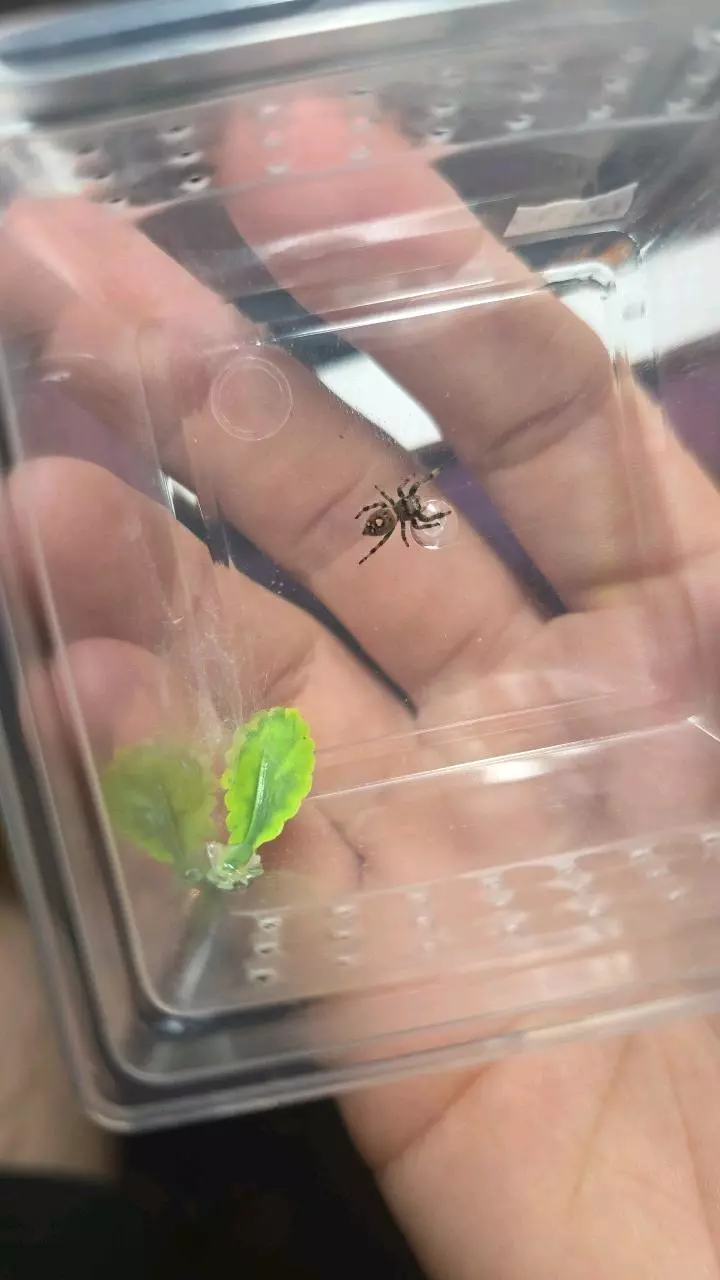 Regal Jumper (Phidippus regius) I6/I7 thumbnail