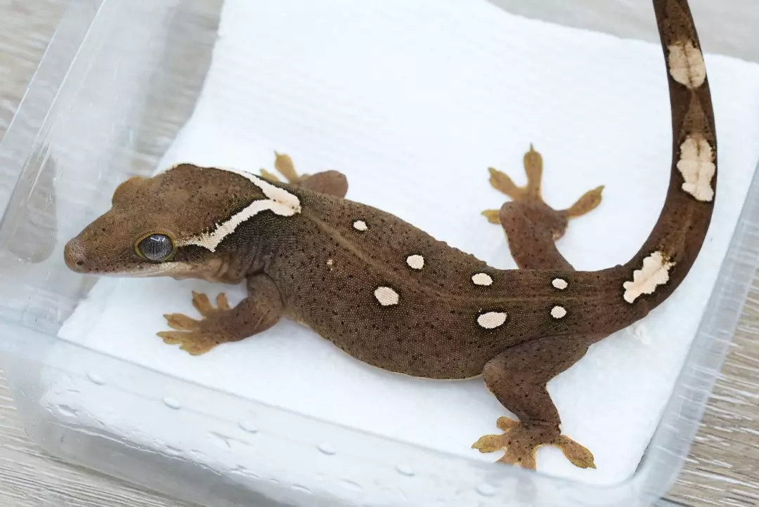 #S6 20g male white spot Sarasinorum thumbnail