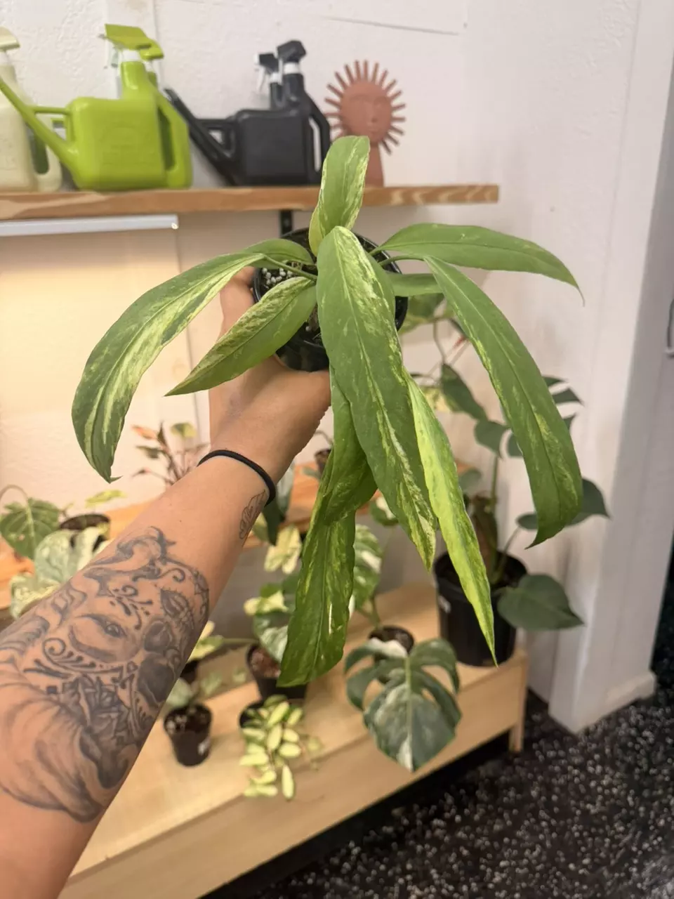 Anthurium vittarifolium variegated 4” thumbnail