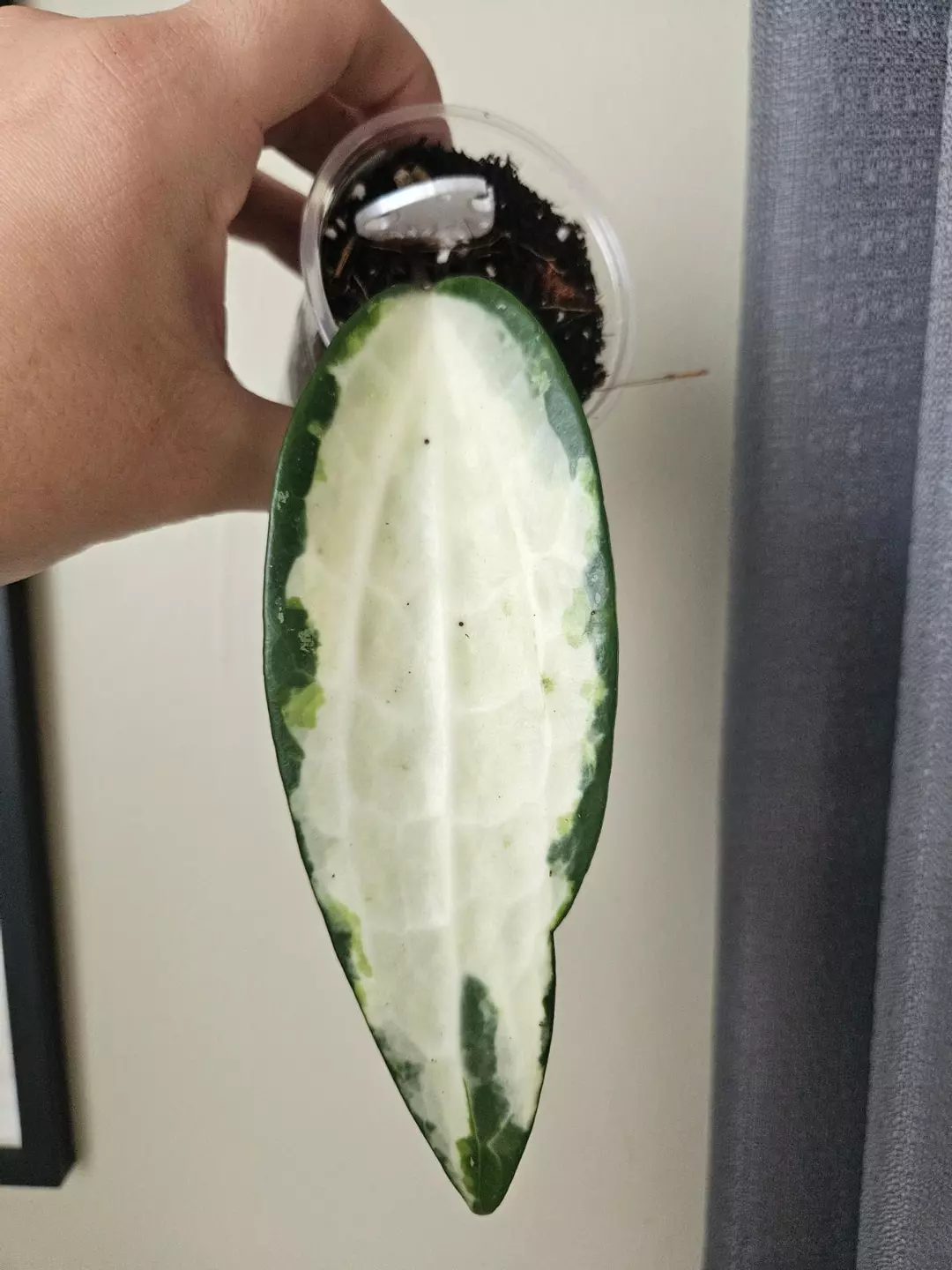 Hoya latifolia queensy thumbnail