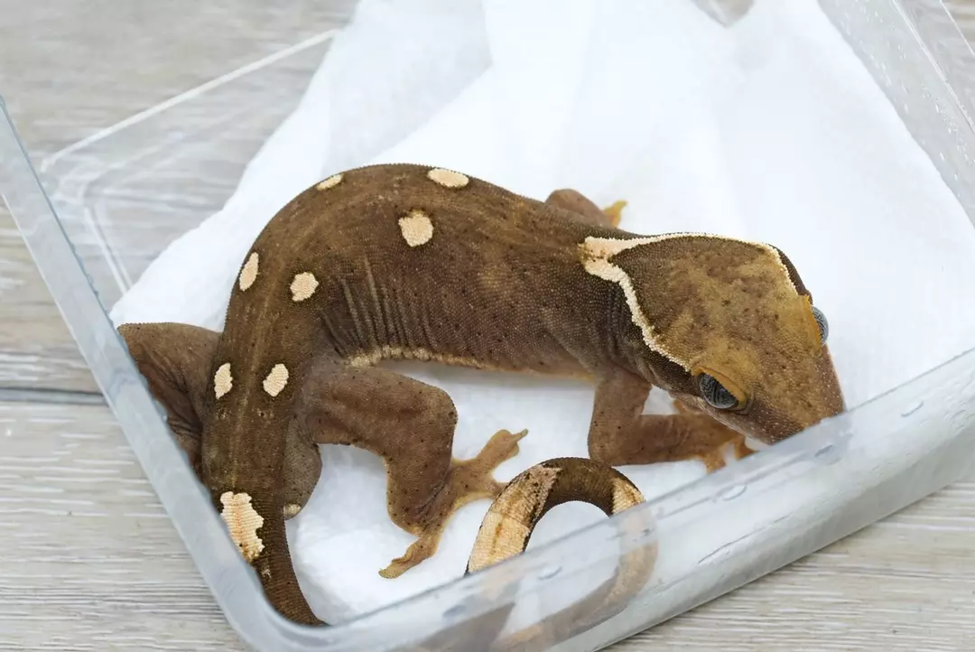 #S2 32g Male Sarasinorum bold spot thumbnail