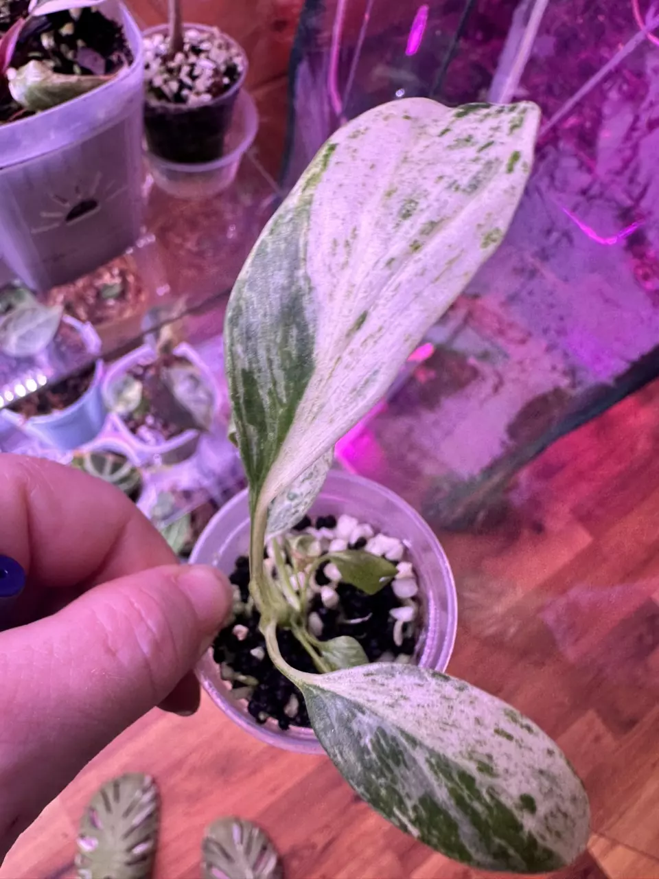 Epipremnum Giganteum Variegated thumbnail