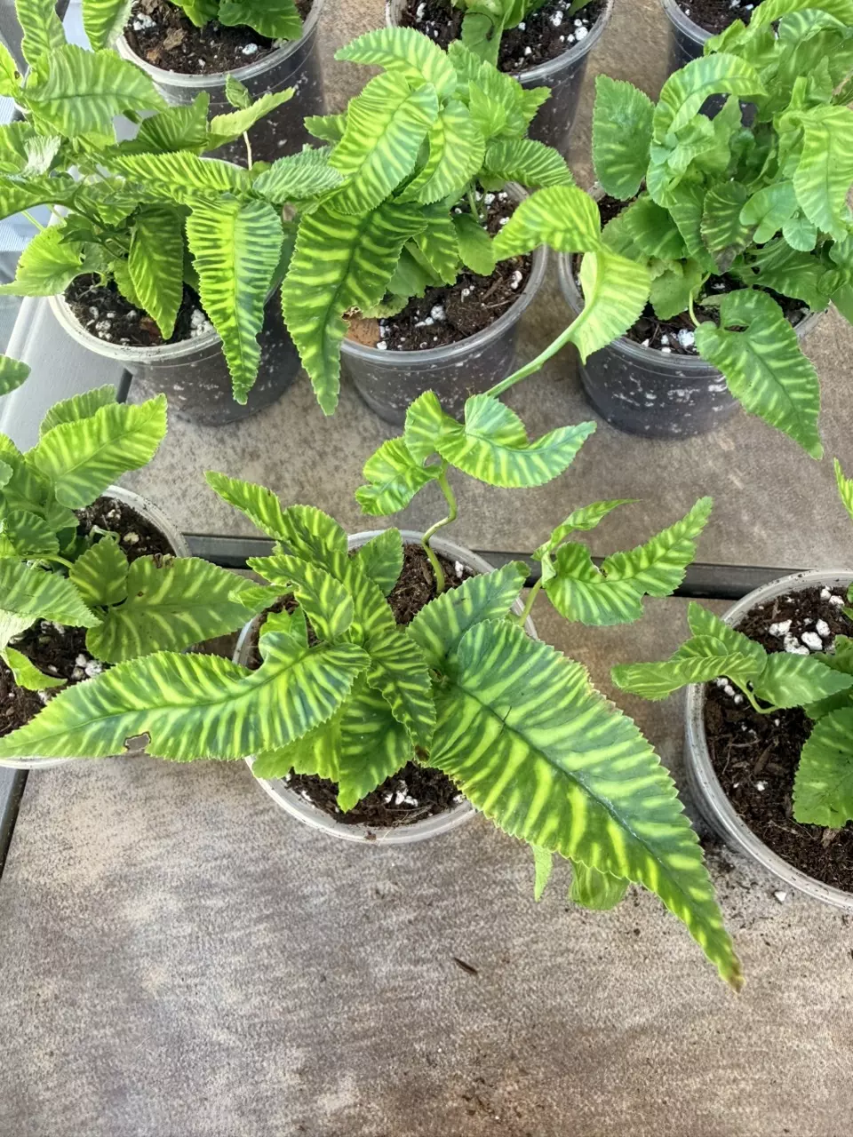 Variegated golden zebra bamboo fern thumbnail