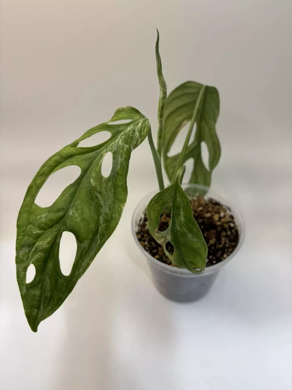 Adansonii mint variegated thumbnail