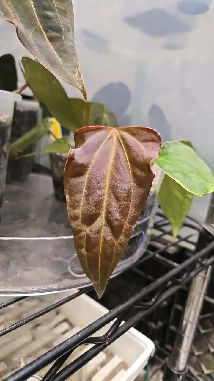 Besseae AFF x REE Port thumbnail