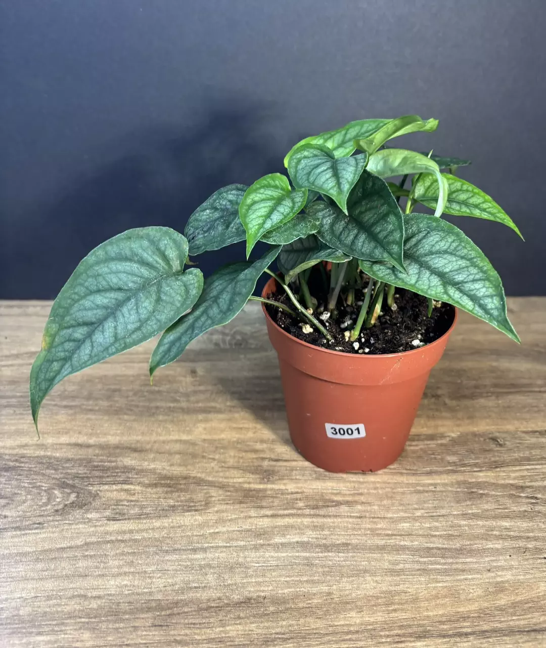 Monstera Siltepecana 4” 3002 thumbnail