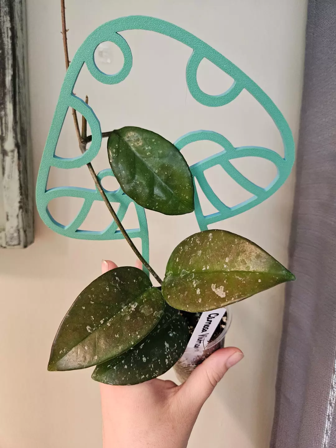 Hoya carnosa vietnam with trellis thumbnail