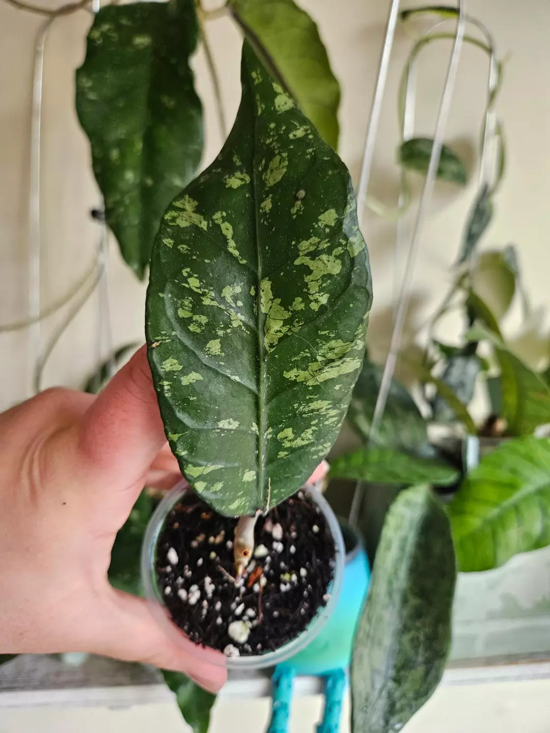 Aceh Mapu Splash thumbnail