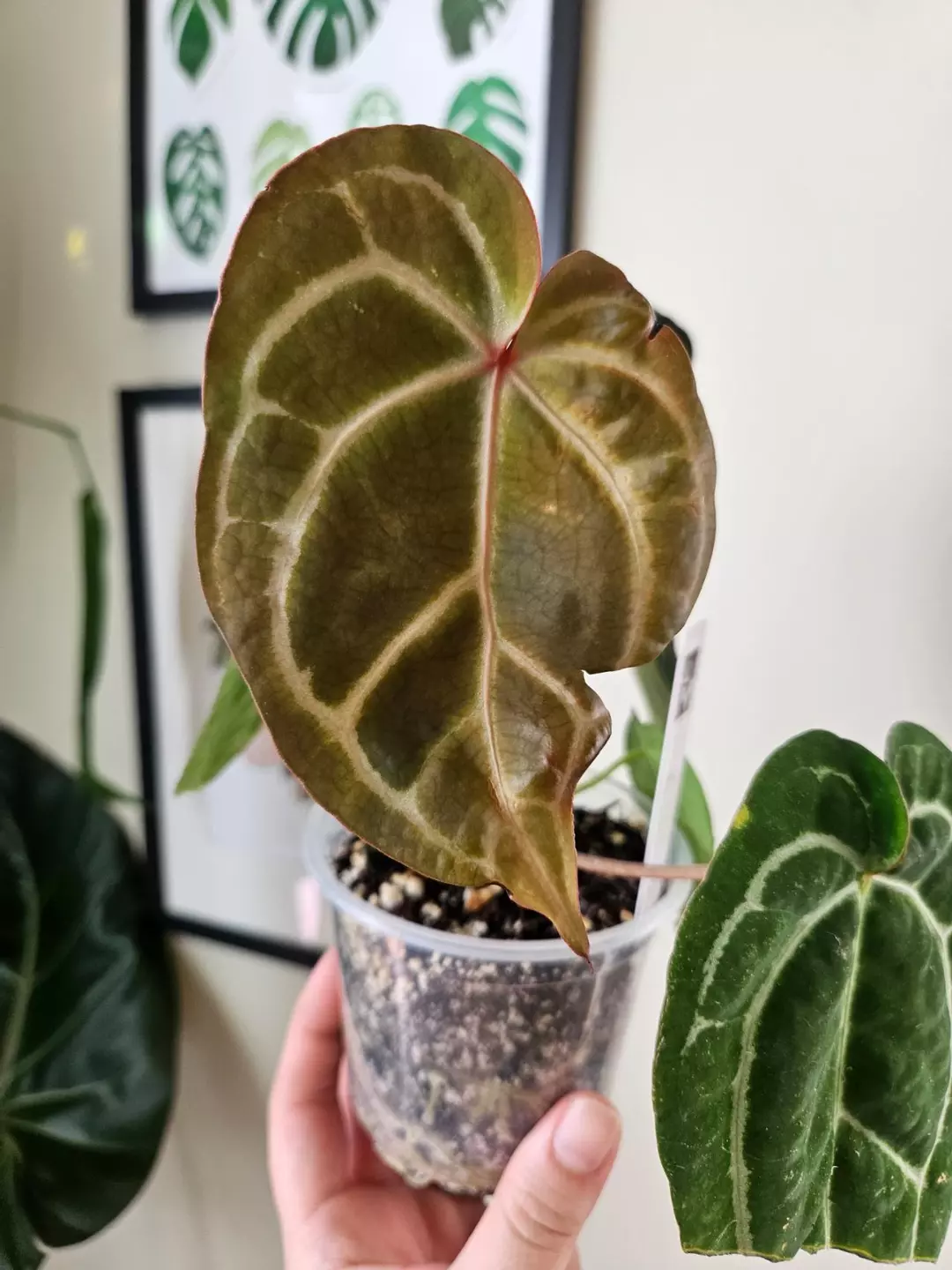 Anthurium red crystallinum thumbnail