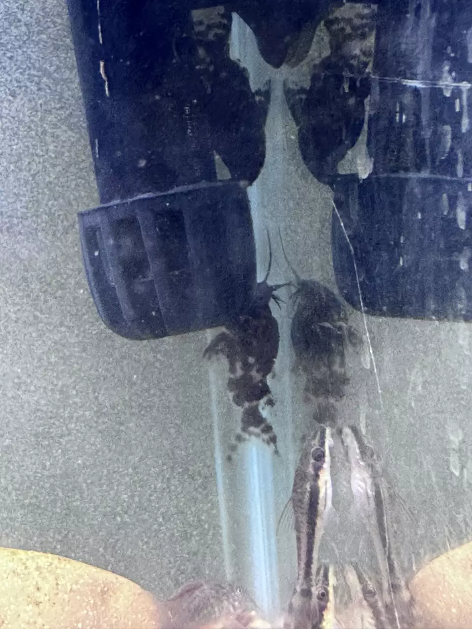 Upside Down Catfish thumbnail